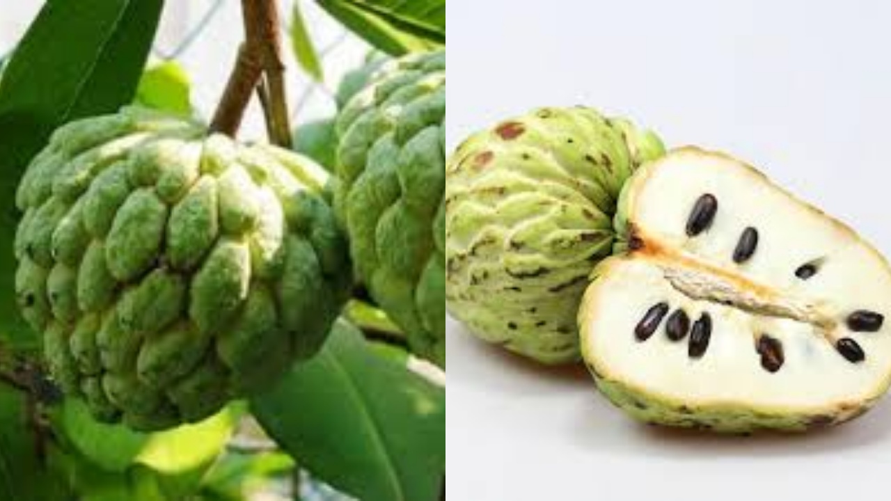 Harus Diketahui Inilah Teryata 6 Manfaat Buah Srikaya Untuk Kesehatan!