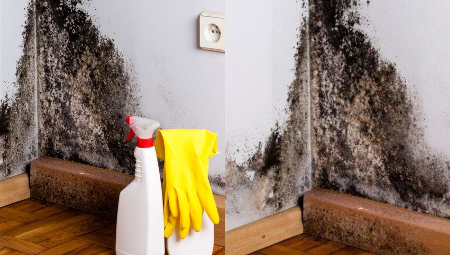 Trik Cepat dan Mudah Mengatasi Jamur di Dinding, Rumah jadi Bersih!