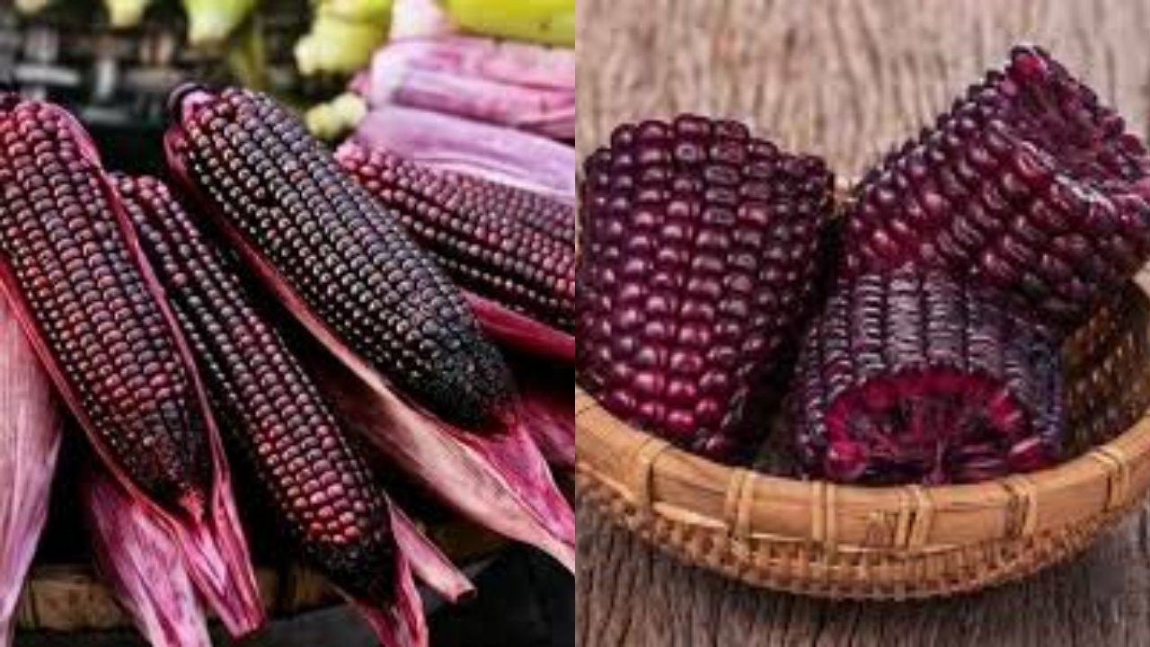 Intip Segudang Manfaat Jagung Ungu Yang Jarang Diketahui!