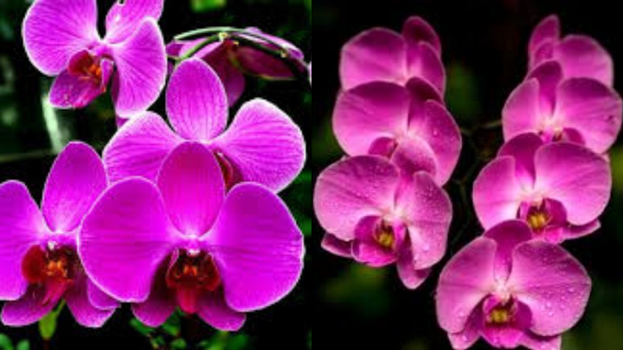 Kamu Harus Tahu! Inilah Manfaat Bunga Anggrek Untuk Kesehatan Tubuh