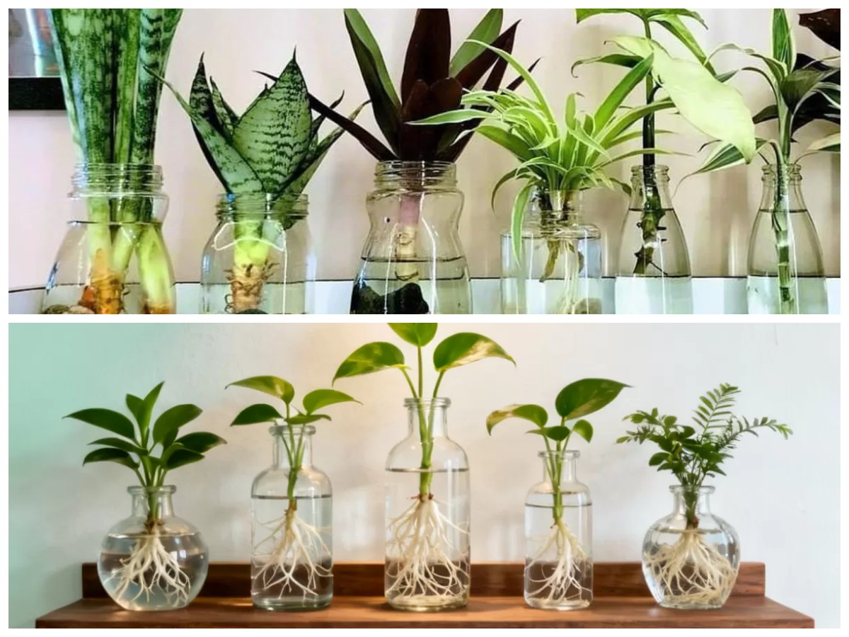 Tanpa Media Tanah! 7 Tanaman Hias Air dalam Botol, Simpel tapi Estetik untuk Rumah Minimalis