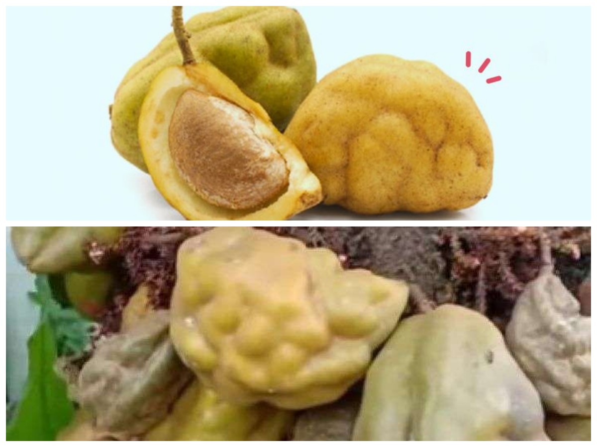 Rahasia Sehat dari Buah Namnam: Kandungan Nutrisi dan Cara Mengonsumsinya dengan Benarc