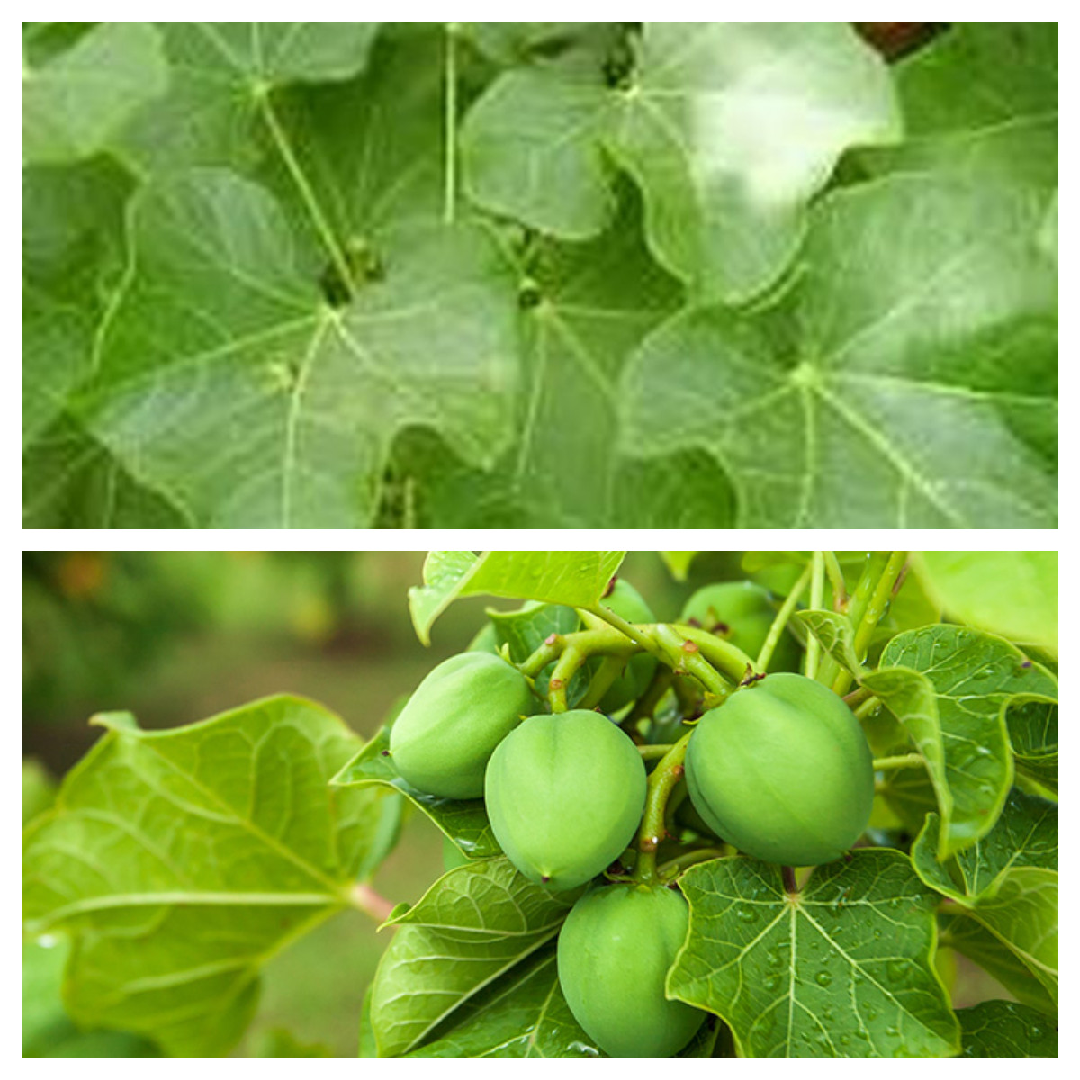 Banyak sekali manfaat daun jarak, baik untuk pencernaan  maupun kulit!