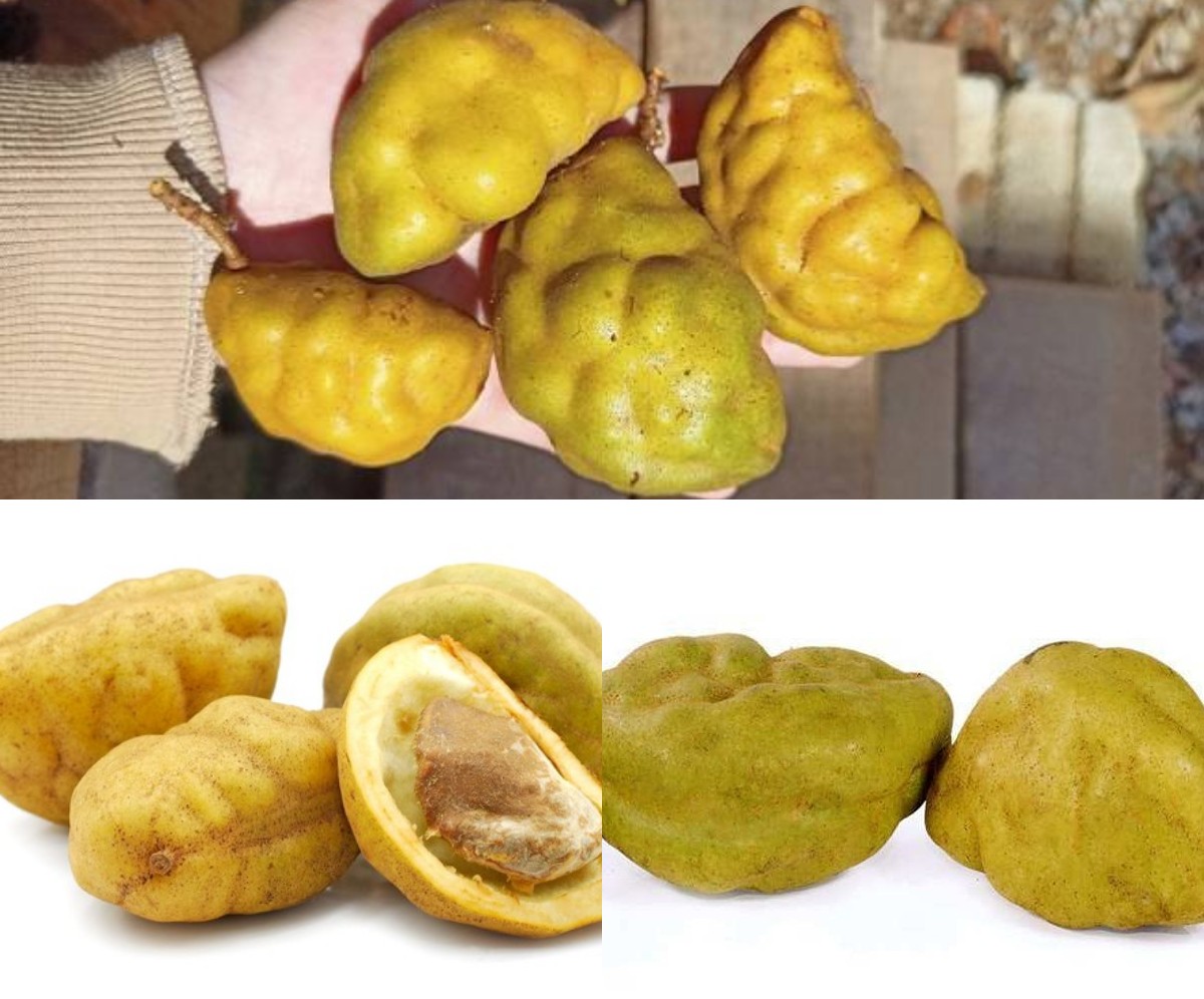 Wajib Tahu Inilah Manfaat Buah Namnam Yang Luar Biasa! 