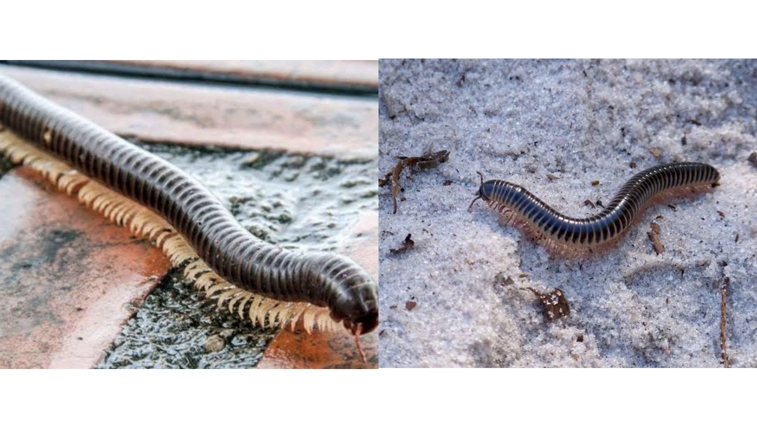 Jangan Biarkan Kaki Seribu Berkeliaran! Begini Cara Mengatasinya