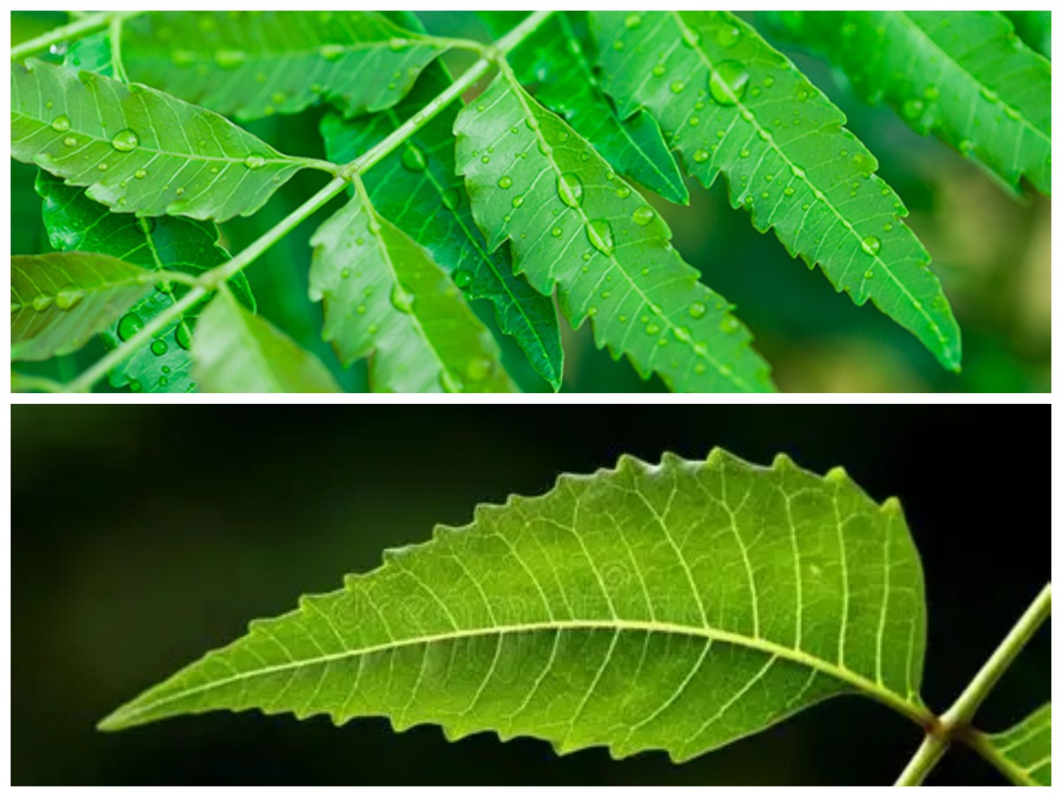 Rahasia Daun Mimba: 5 Kebaikan Herbal yang Sayang untuk Dilewatkan!