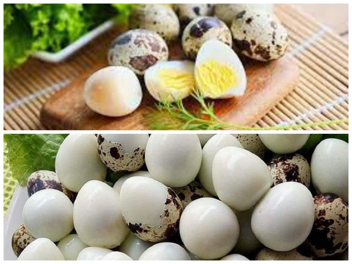 Telur Puyuh: Si Kecil yang Penuh Gizi dan Baik untuk Kesehatan