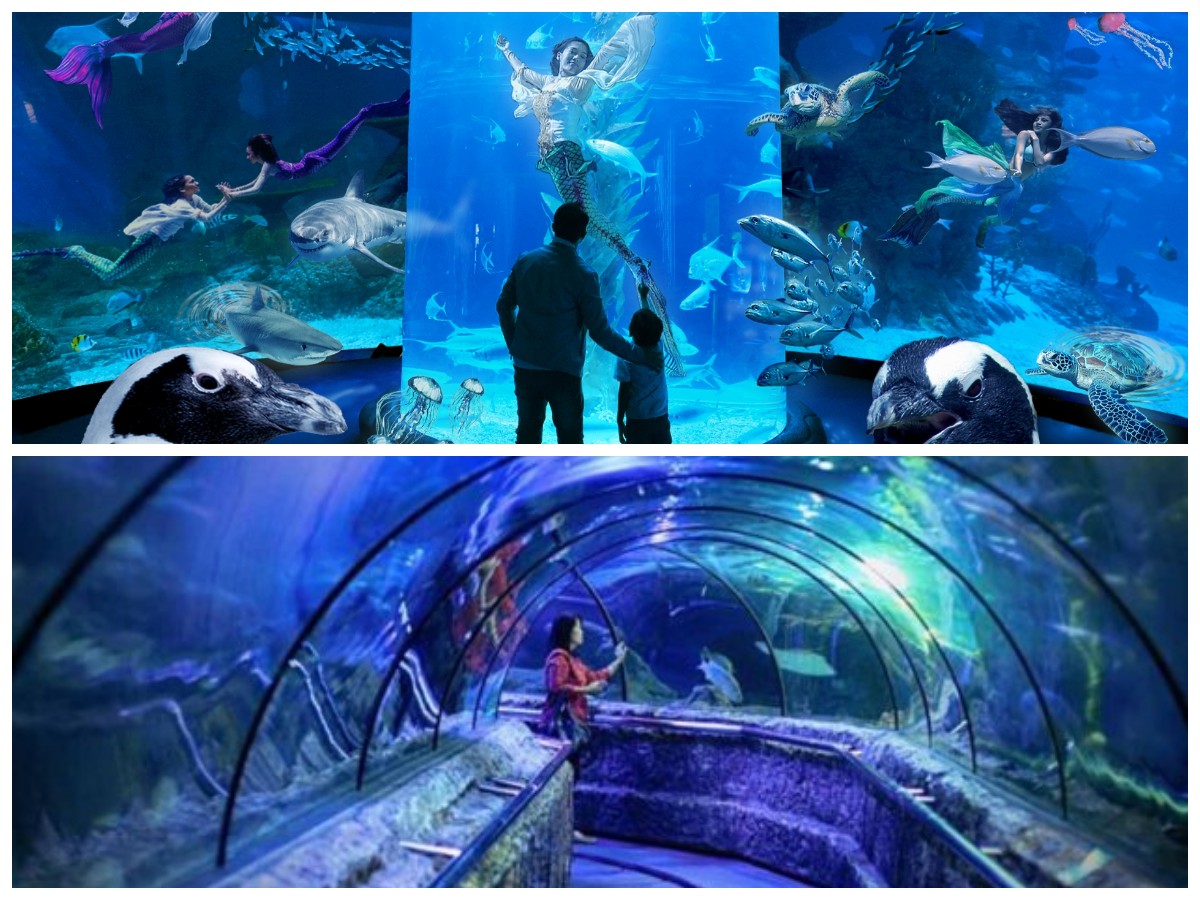 Lebih dari Sekadar Ancol, Ini 5 Akuarium Terbesar di Indonesia yang Memukau!