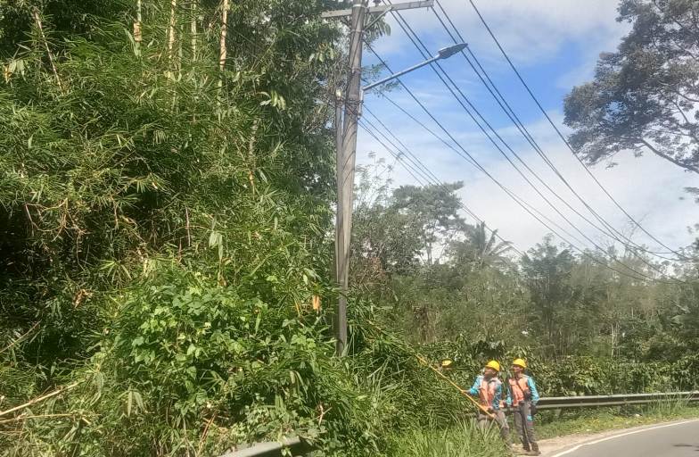 Cegah Lisrik Byar Pet, PLN Pangkas Pohon Disekitar Kabel Listrik