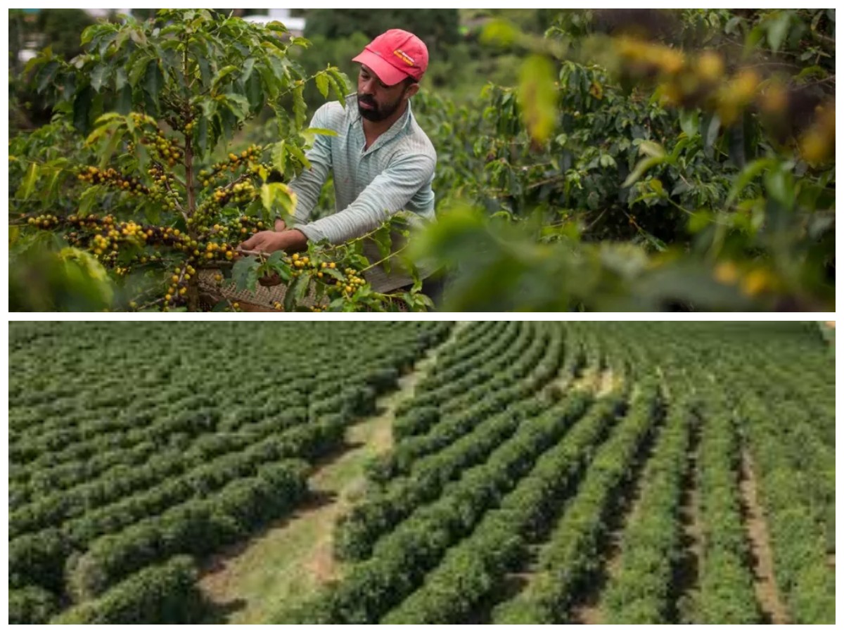 Rahasia Panjang Brazil: 150 Tahun Dominasi Kopi di Pasar Global