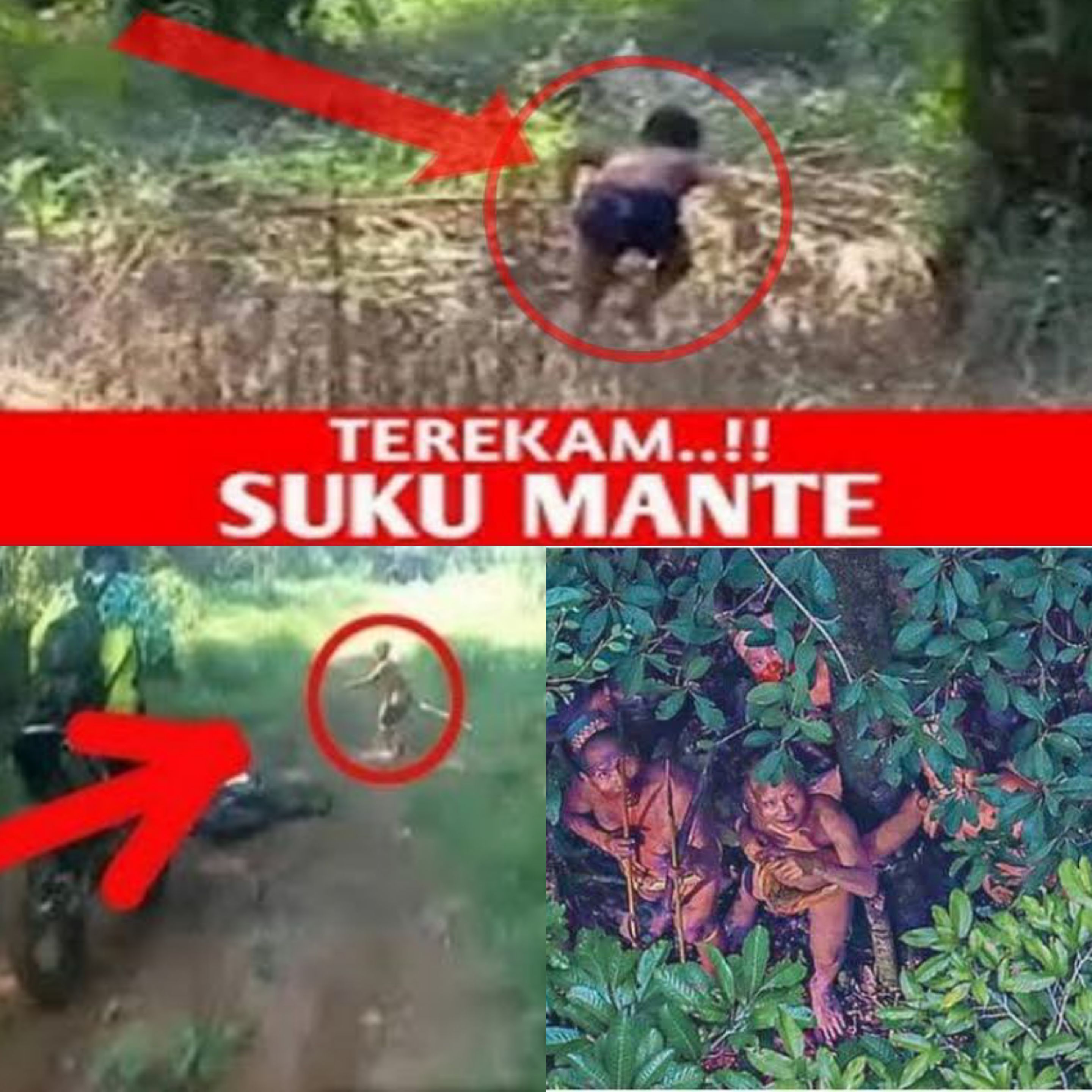 Fakta Mencengangkan! Keberadaan Suku Mante Benar Ada di Belantara Hutan Aceh? Cek Faktanya