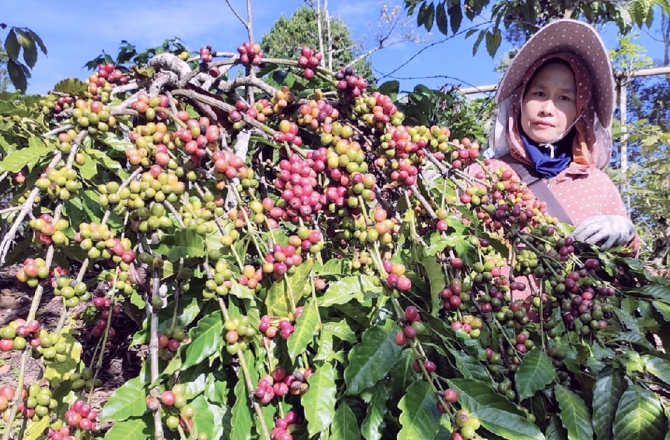 Harga Kopi Kian Terpuruk, Petani Pagar Alam Jual Tunggu Dibandrol Tinggi