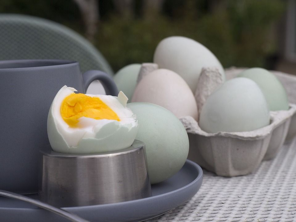 Kamu Harus Tau! Inilah 6 Manfaat Konsumsi Telur Bebek untuk Kesehatan Tubuh  PAGARALAMPOS.COM - Selain telur 
