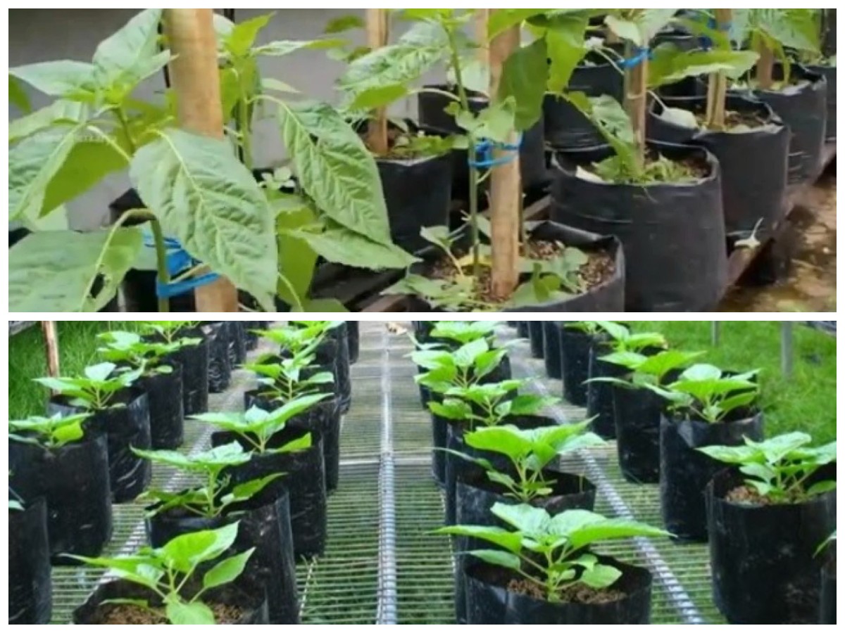 Panduan Menanam Cabai Rawit Hijau di Polybag agar Subur dan Berbuah Lebat