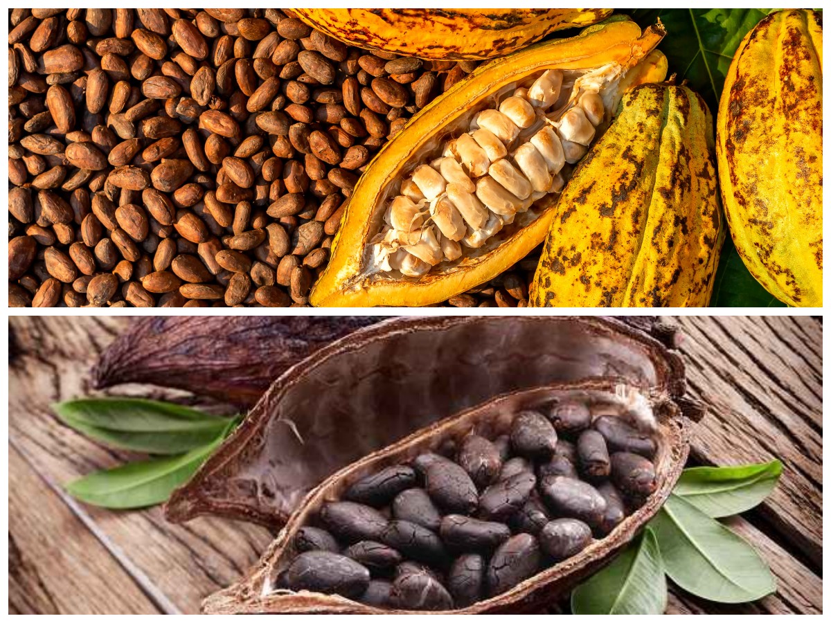 Kenali 7 Manfaat Buah Kakao yang Baik untuk Kesehatan dan Vitalitas!