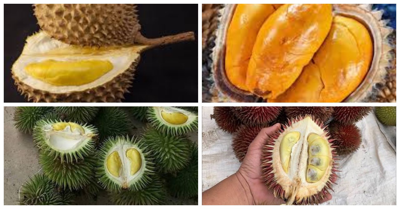9 Jenis Durian yang Tumbuh di Kalimantan, Sudah Pernah Mencicipinya?
