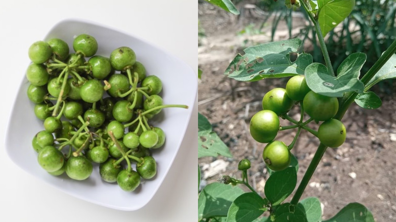 Tak Hanya Enak, Ini Kandungan dan Manfaat Leunca untuk Kesehatan!