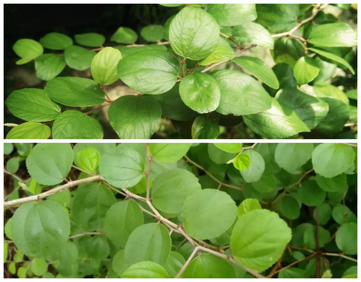 Mengenal Daun Bidara: Herbal Tradisional dengan Manfaat Luar Biasa bagi Tubuh