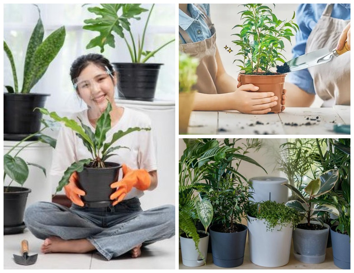 6 Manfaat Tanaman di Dalam Rumah bagi Kesehatan Tubuh dan Pikiran!