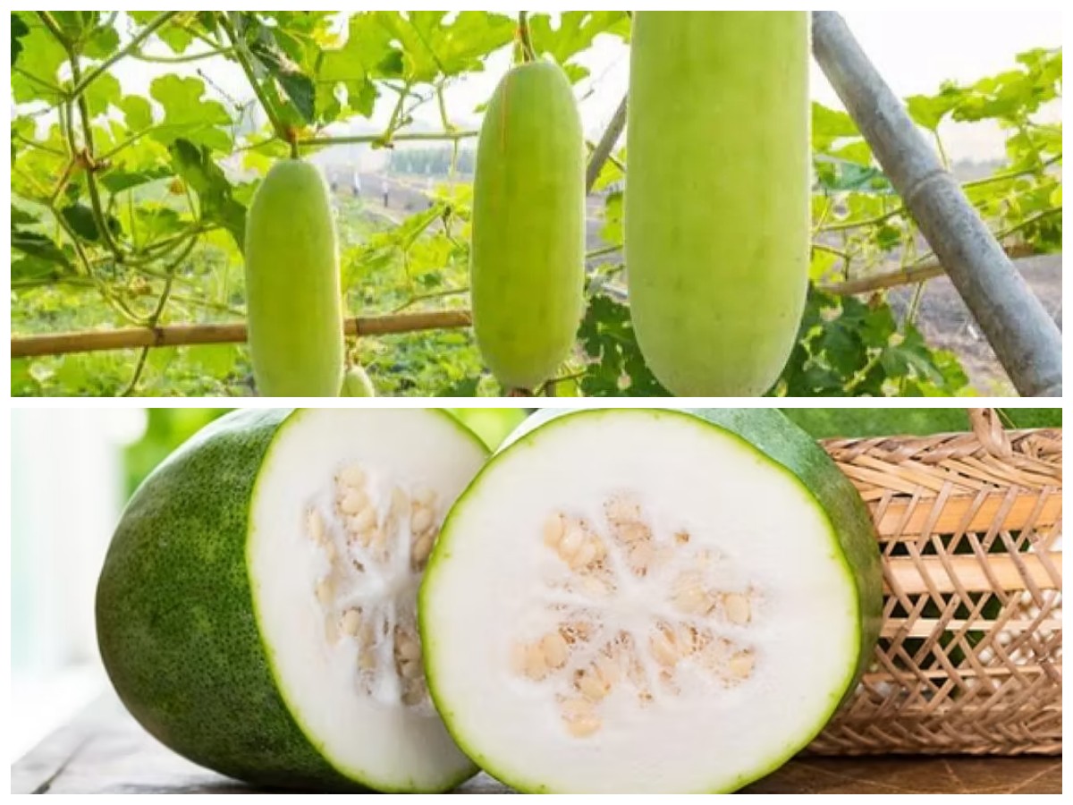 Rahasia Sehat dari Buah Kundur: Kendalikan Tekanan Darah, Stabilkan Berat Badan, dan Perkuat Daya Tahan Tubuh