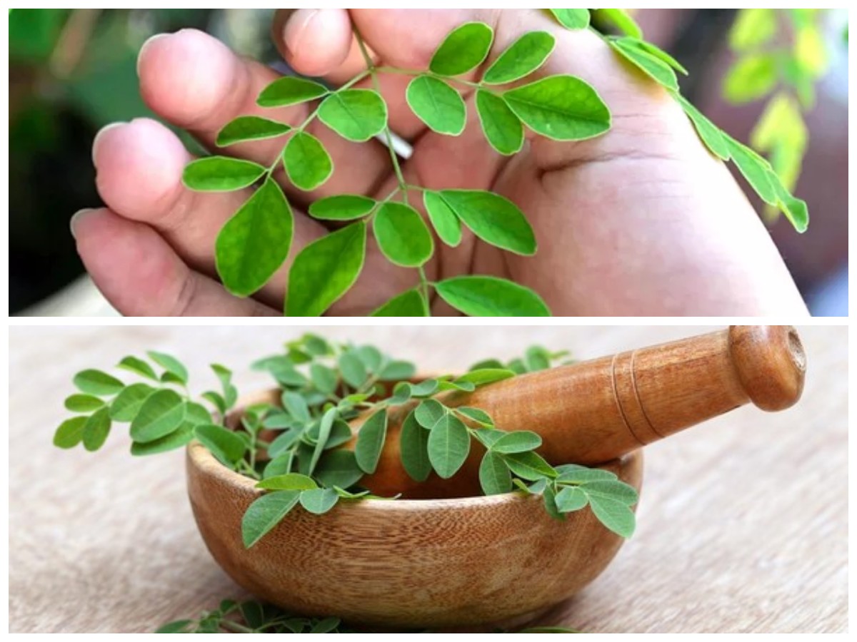 Kaya Gizi! Inilah Manfaat Daun Kelor yang Baik untuk Menjaga Tubuh Tetap Sehat