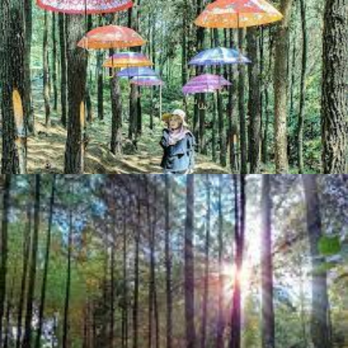 Tau Gak Sih? Ternyata di Jawa Timur Ada Wisata Instagramable di Wana Bukit Pinus Wonosalam