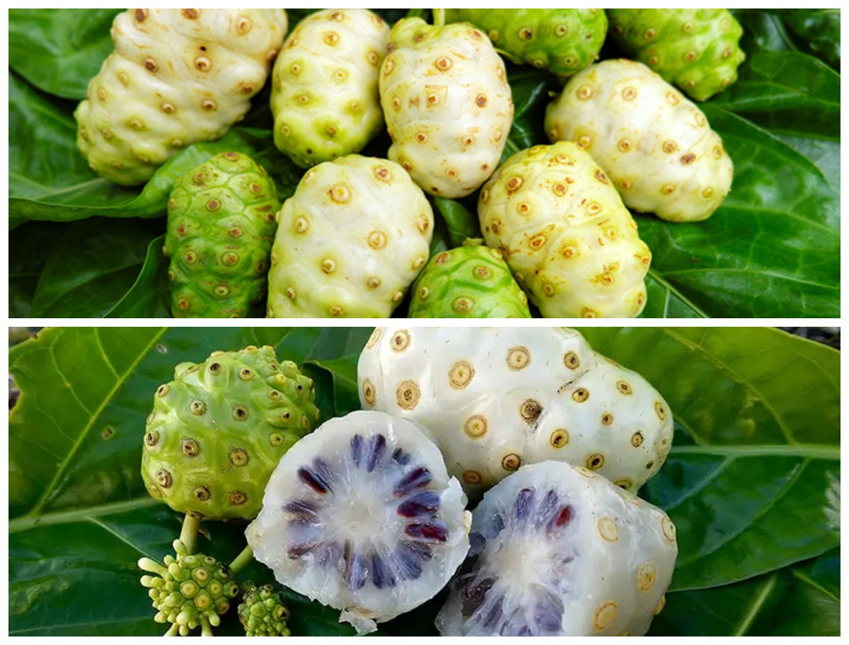 7 Manfaat Buah Pace (Mengkudu) dan Efek Sampingnya untuk Kesehatan Tubuh!