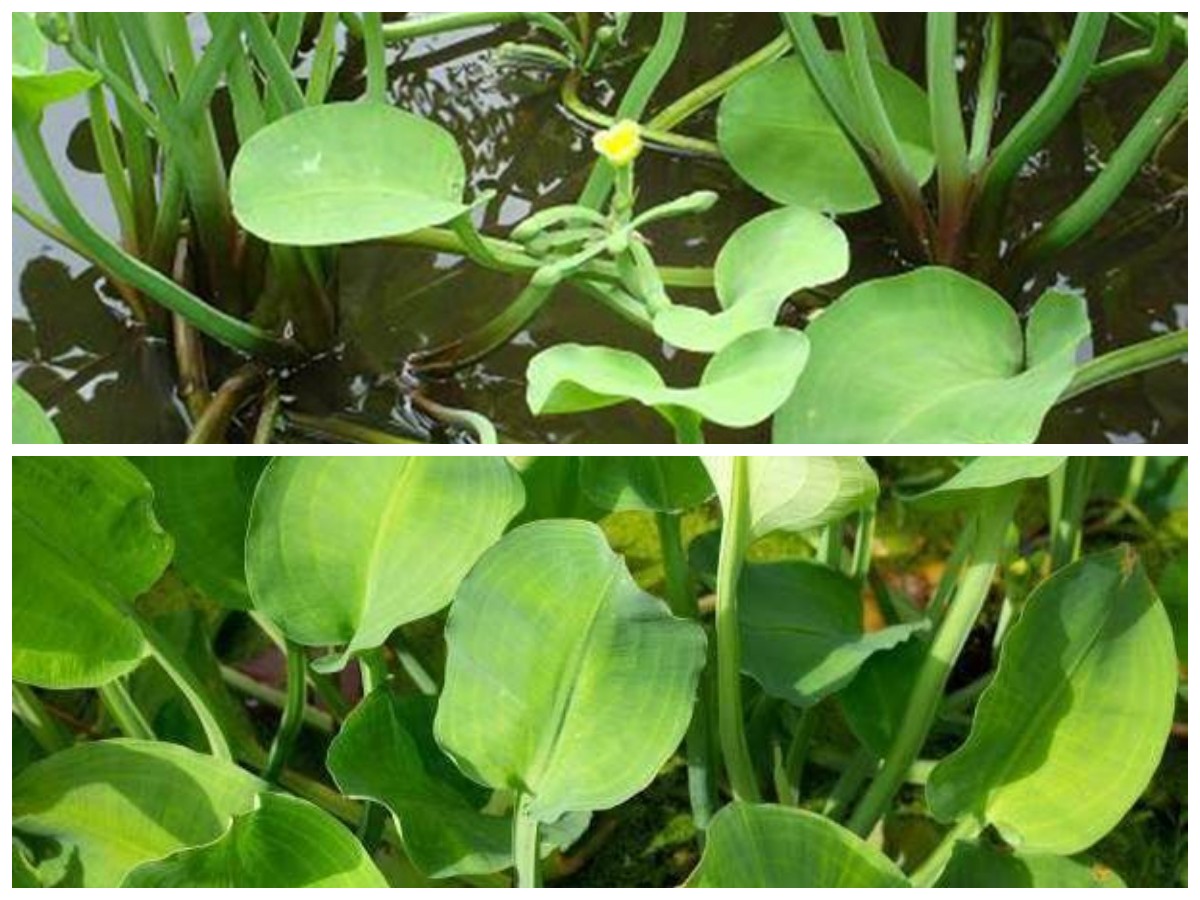 Rahasia Daun Genjer: Cegah Anemia dan Beri Banyak Manfaat untuk Kesehatan Tubuh!