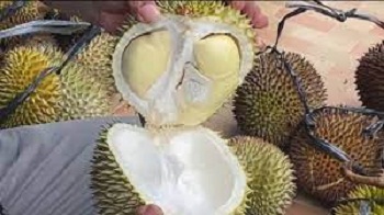 5 Olahan Durian Khas Palembang, Pecinta Durian Wajib Coba!