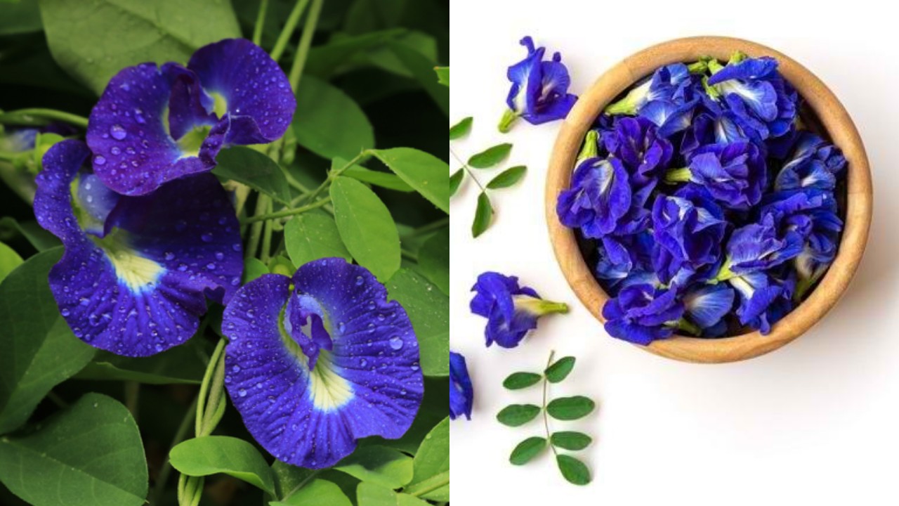 Bunga Telang: Cantik Warnanya, Hebat Manfaatnya untuk Kesehatan!
