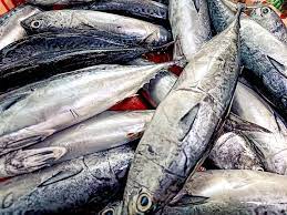 Manfaat Ikan Tongkol, Ternyata Banyak Sekali Manfaat yang Terkandung!