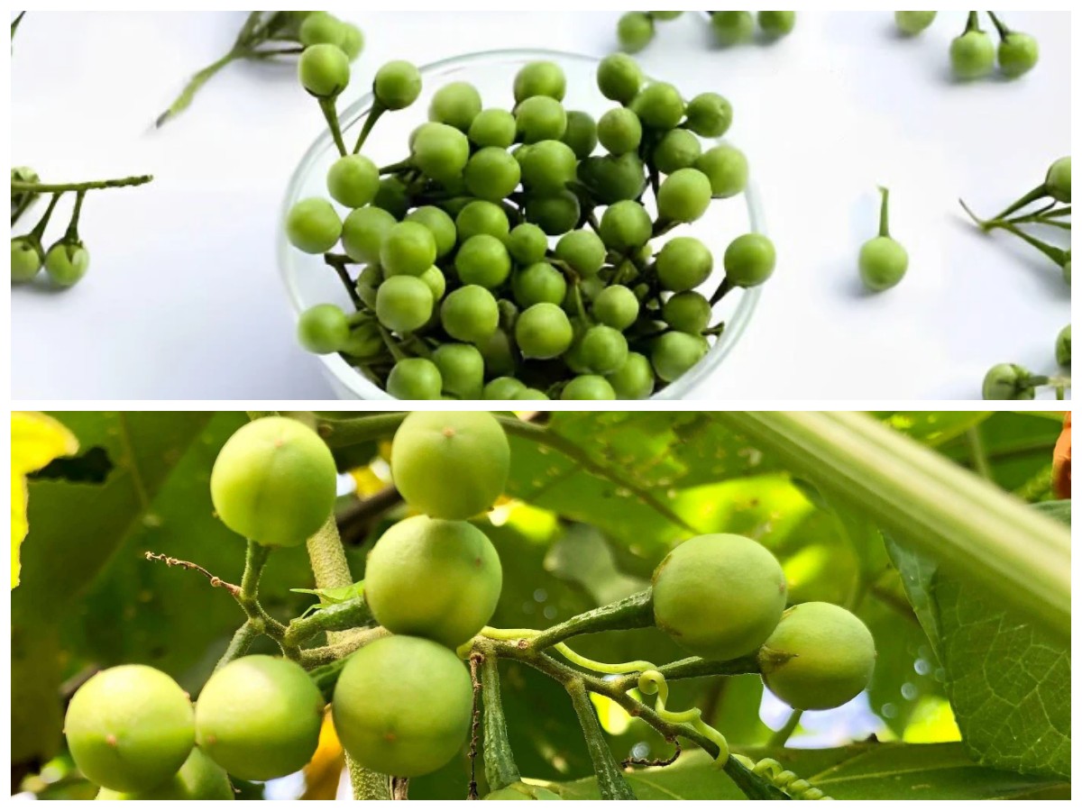 Rahasia Sehat dari Buah Rimbang: Kandungan Gizi, Kegunaan, dan Tips Konsumsinya