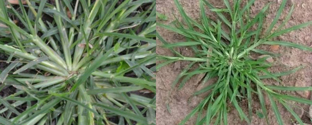 Rumput Belulang: Manfaat, Khasiat, dan Cara Menggunakannya dengan Tepat