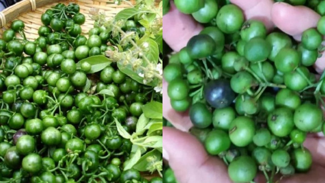 Leunca, Lalapan Favorit dengan Kandungan Nutrisi dan Manfaat Hebat untuk Tubuh!