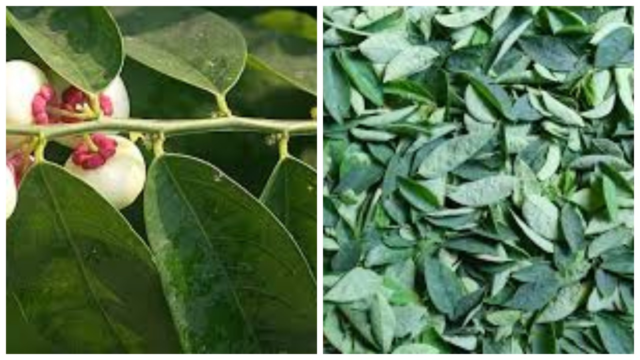 5 Manfaat Daun Katuk untuk Kesehatan Tubuh !