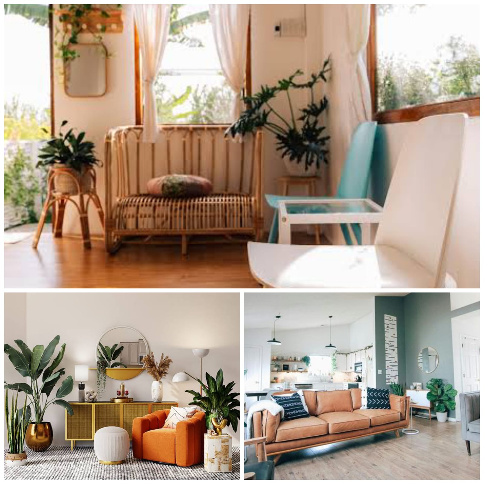 Bukan Cuma Pajangan! 10 Tanaman Ini Bikin Ruang Keluarga Langsung Naik Kelas