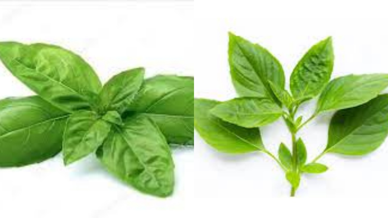 Daun Kemangi, Apa Saja Manfaatnya Untuk Kesehatan Yuk Simak Disini?