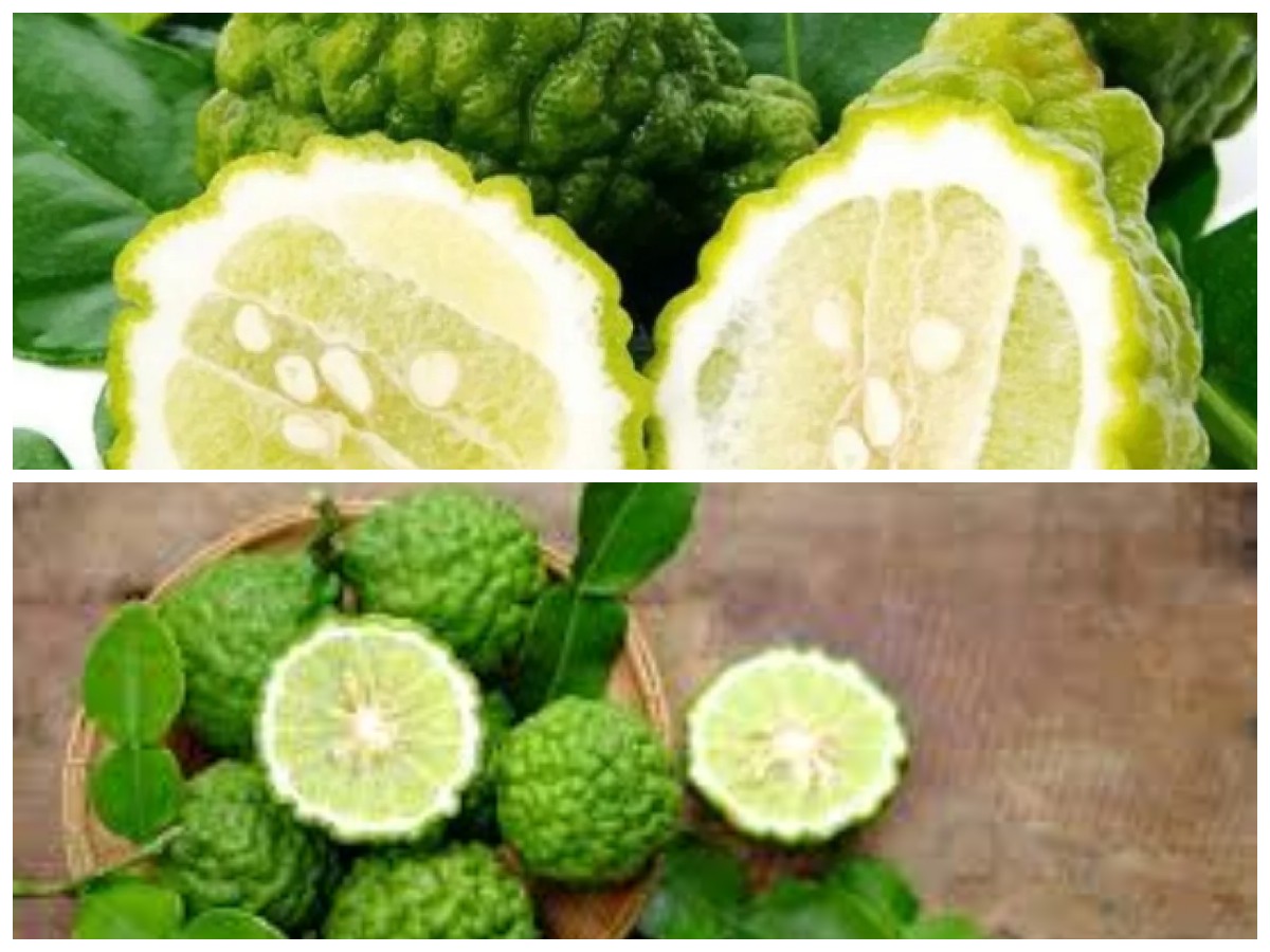 Jeruk Perut: Buah Kecil dengan Segudang Manfaat untuk Kesehatan Anda