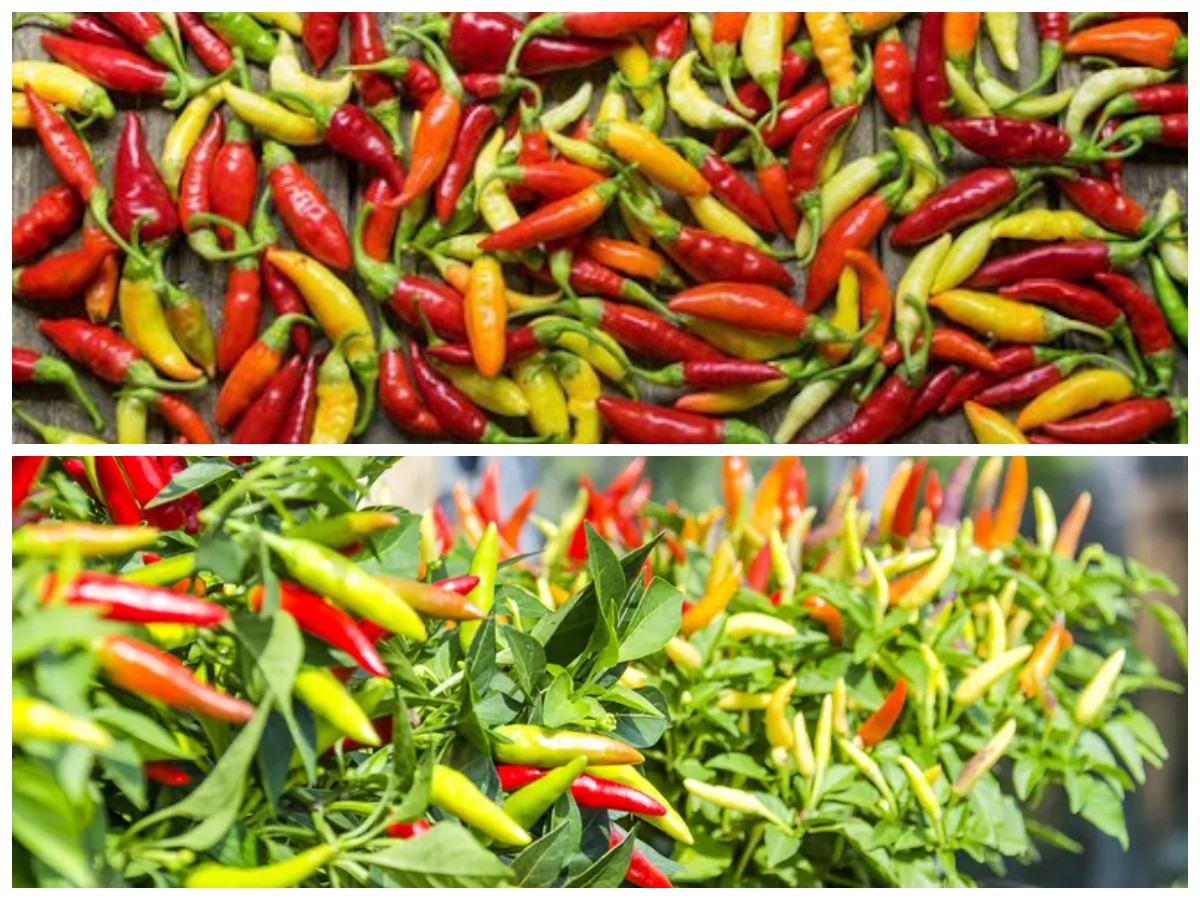 Manfaat Tersembunyi Cabai Rawit yang Baik bagi Tubuh, Wajib Kamu Ketahui!