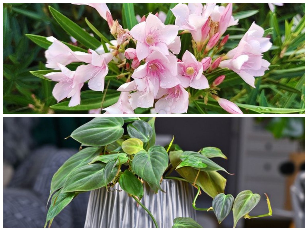 Jangan Tertipu Keindahannya! 5 Tanaman Bunga Dekoratif Ini Punya Kandungan Beracun