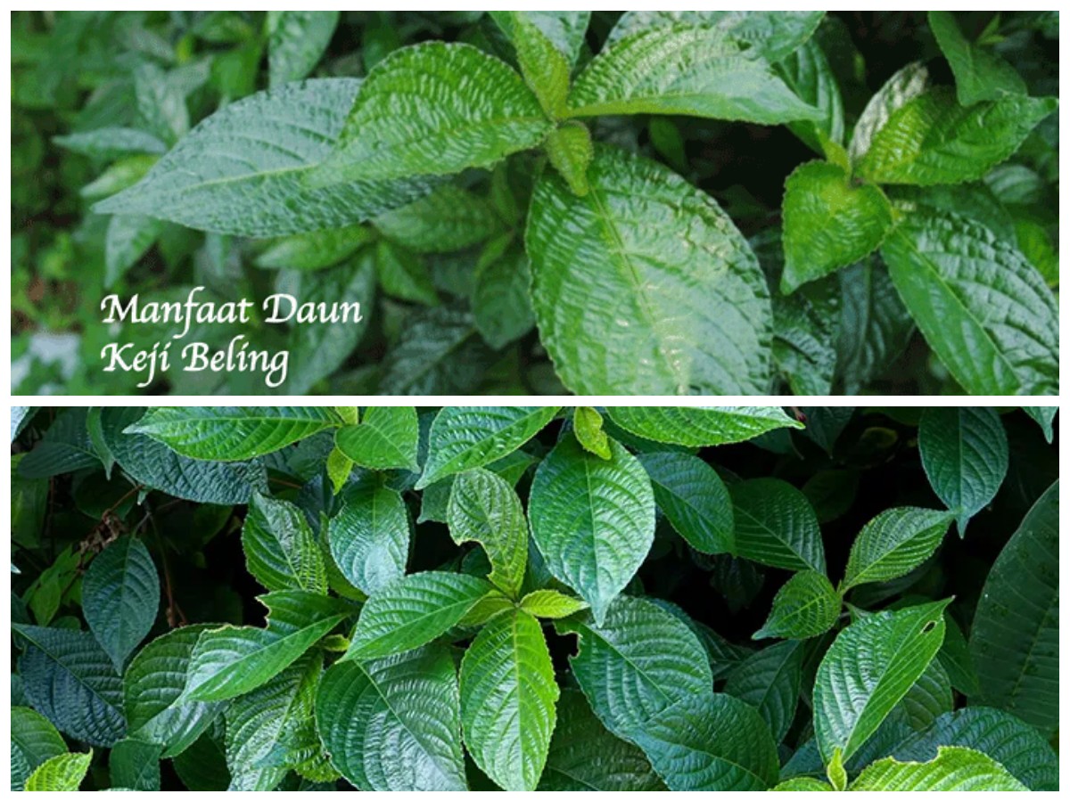 Daun Keji Beling: 6 Manfaat Utama dan Panduan Penggunaan Sehari-hari