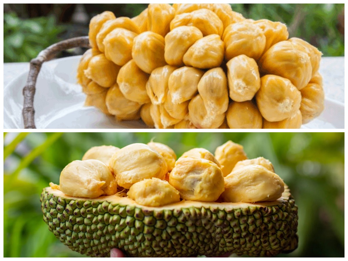 5 Khasiat Cempedak untuk Kesehatan yang Sering Terlewatkan, Penuh Nutrisi dan Antioksidan Alami!