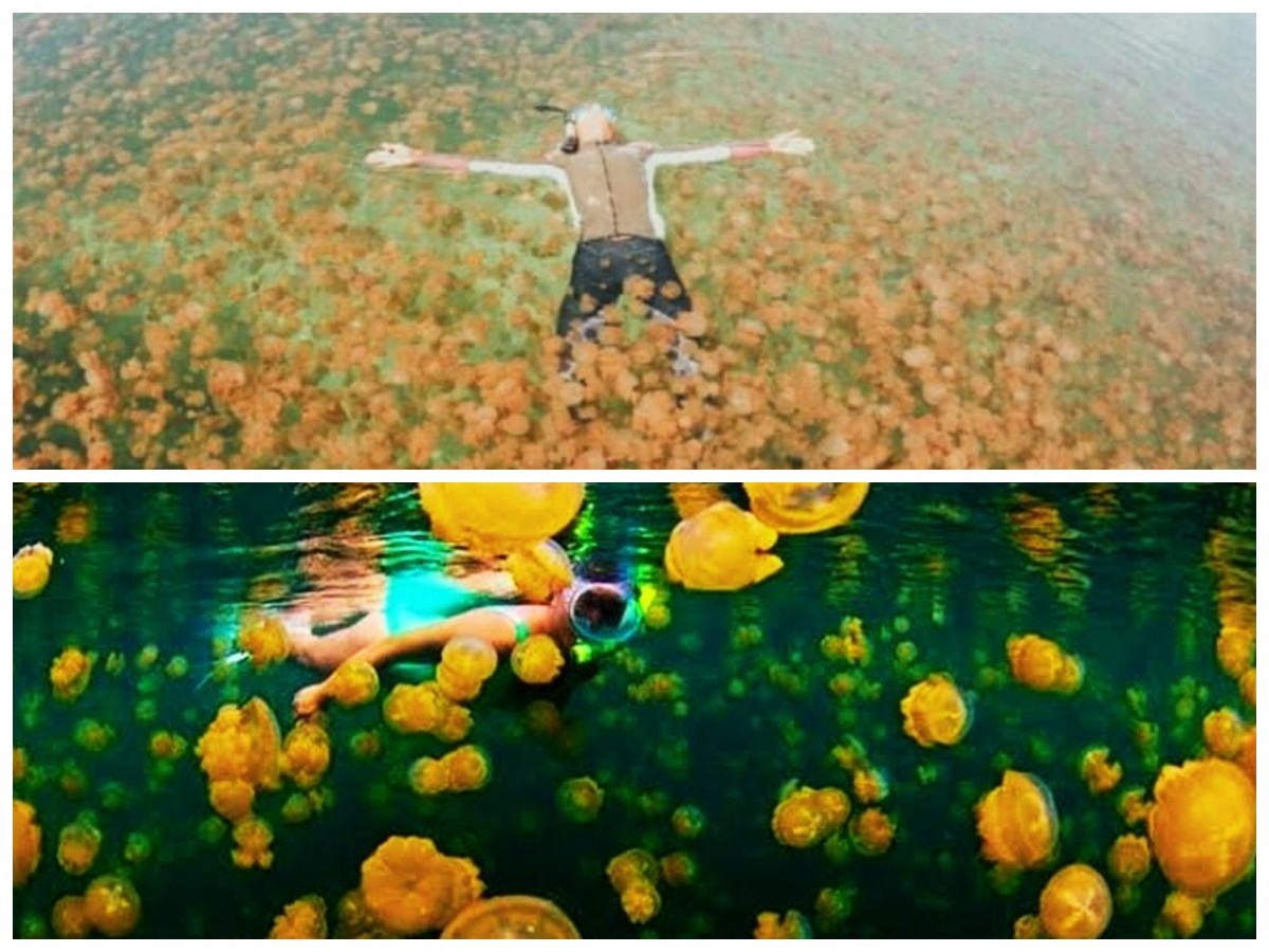 Menyelami Sejarah Danau Kakaban: Rumah Ubur-Ubur Tak Berbisa di Kalimantan Timur