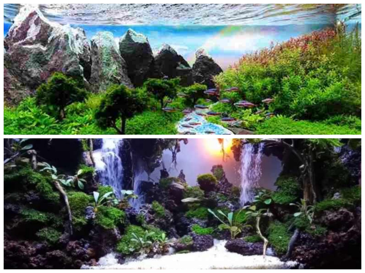 Inspirasi Aquascape: 5 Tema Pemula untuk Membuat Taman Air yang Memikat