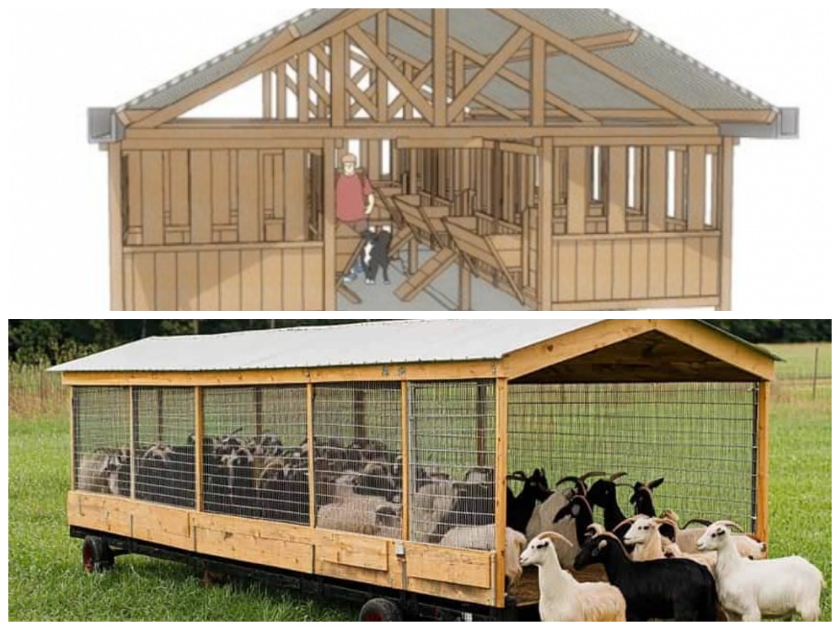 Inspirasi Peternakan Efisien: 11 Model Kandang Kambing Modern yang Nyaman dan Sehat