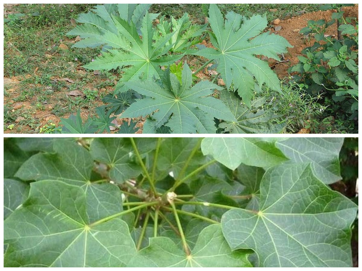 Manfaat Daun Jarak untuk Kesehatan: 5 Khasiat Luar Biasa yang Perlu Diketahui