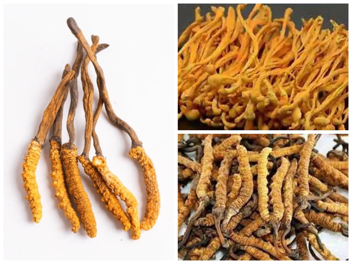 Tumbuhan Herbal Cordyceps: Menilik 8 Fungsinya Buat Kesehatan Tubuh!