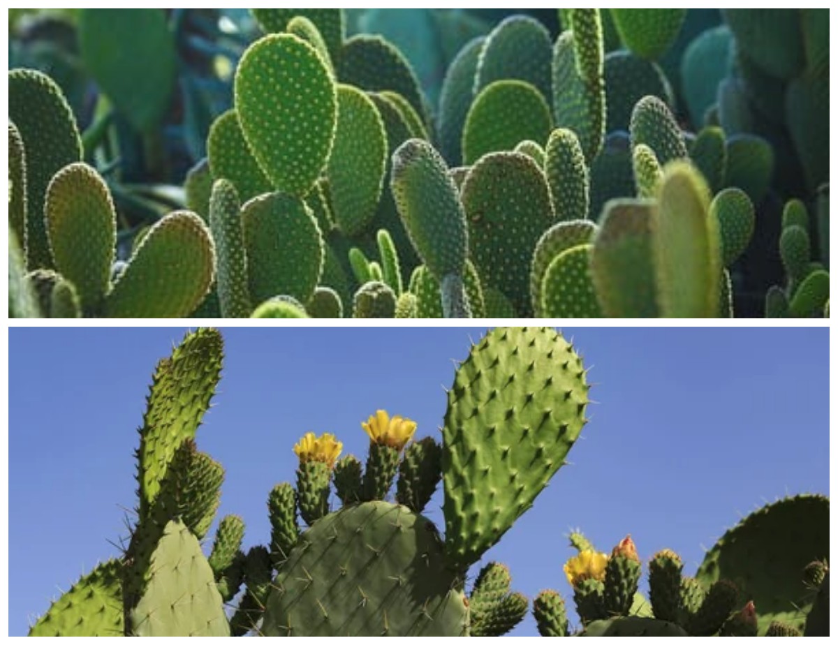 Manfaat Kaktus untuk Kesehatan: Tanaman Berduri dengan Segudang Khasiat Alami!