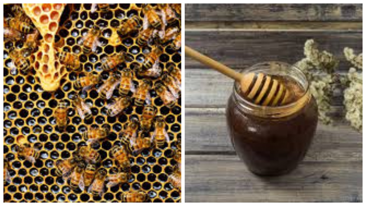 Inilah Keuntungan Madu Hitam untuk Kesehatan