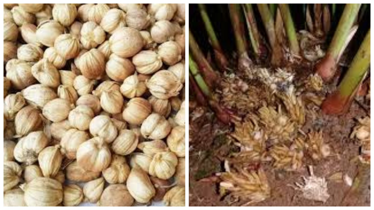 Punya Julukan Raja Rempah, Ini 5 Manfaat Kapulaga untuk Kesehatan